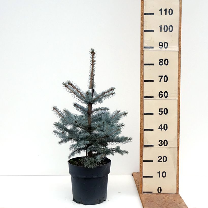 Picea pungens Edith - Blue Spruce Each sample as delivered in autumn