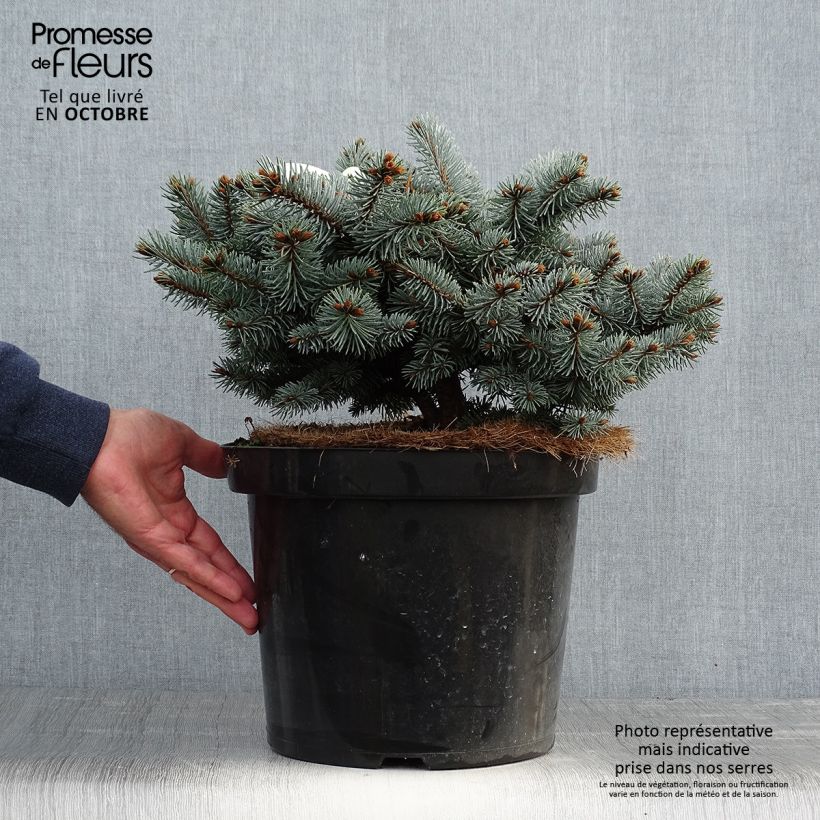 Blue Spruce - Picea pungens Glauca Globosa 4L/5L pot sample as delivered in autumn