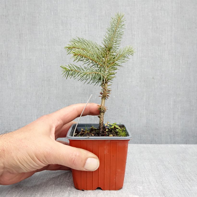 Picea pungens Karpaten 8/9 cm pot sample as delivered in autumn