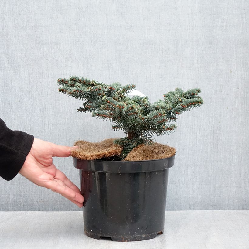 Picea pungens Waldbrunn - Blue Spruce 4L/5L pot sample as delivered in autumn