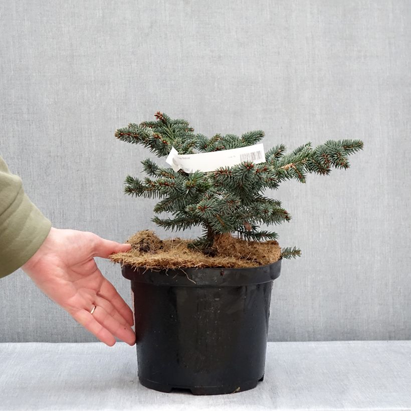 Picea pungens Waldbrunn - Blue Spruce 4L/5L pot sample as delivered in winter