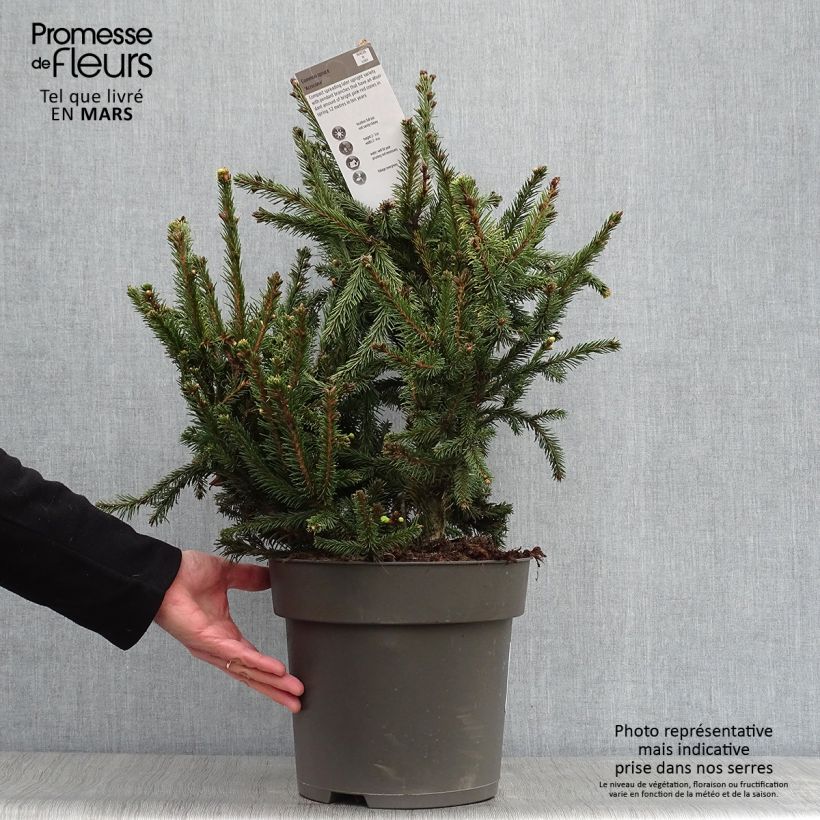 Picea abies Acrocona - Norway Spruce 3L/4L pot sample as delivered in spring