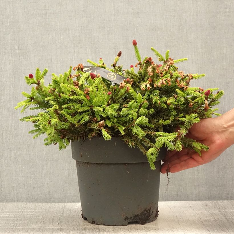 Picea abies Puschv Each sample as delivered in spring