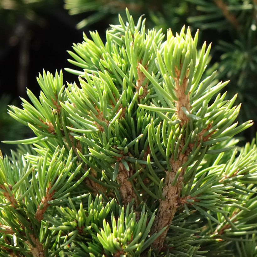 Picea abies Tompa - Norway spruce (Foliage)
