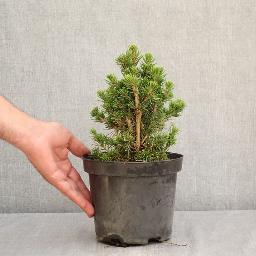 Picea abies Tompa - Norway spruce 3L/4L pot sample as delivered in summer