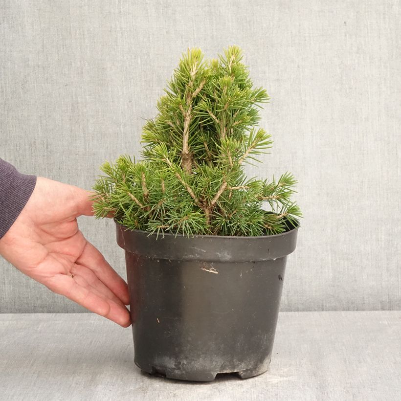 Picea abies Tompa - Norway spruce 3L/4L pot sample as delivered in spring
