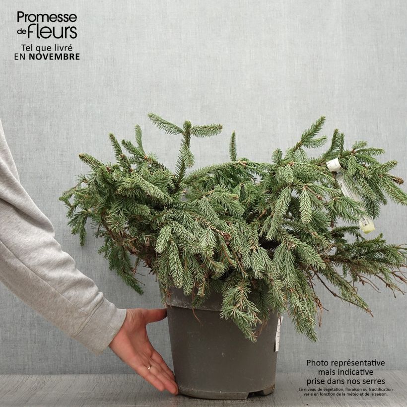 Picea abies Acrocona - Norway Spruce 3L/4L pot sample as delivered in autumn