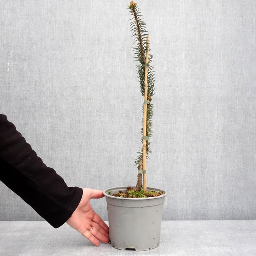 Picea abies Cranstonii - Norway Spruce 3L/4L pot sample as delivered in winter