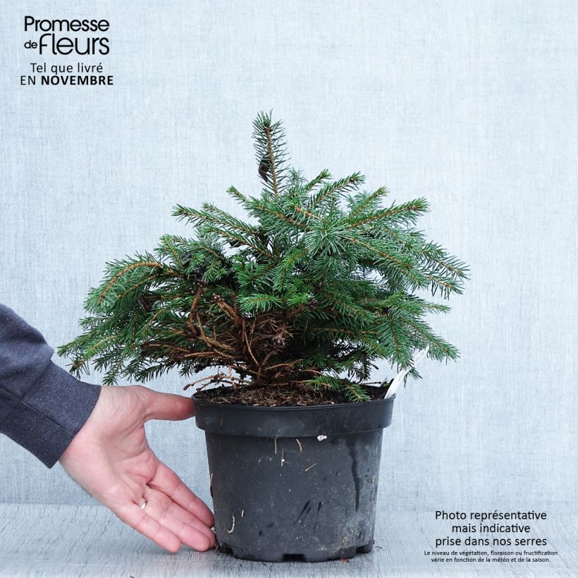 Picea abies Maxwellii - Norway Spruce 2L/3L pot sample as delivered in autumn