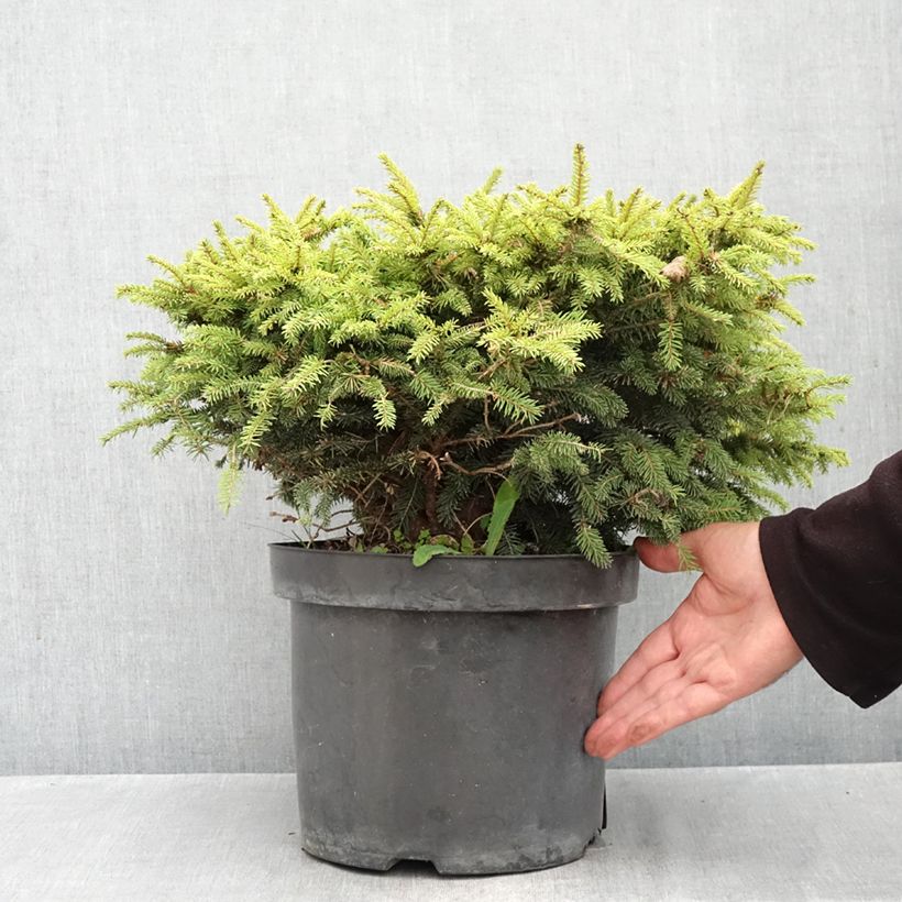 Picea abies Nidiformis - Norway Spruce 7.5L/10L pot sample as delivered in autumn