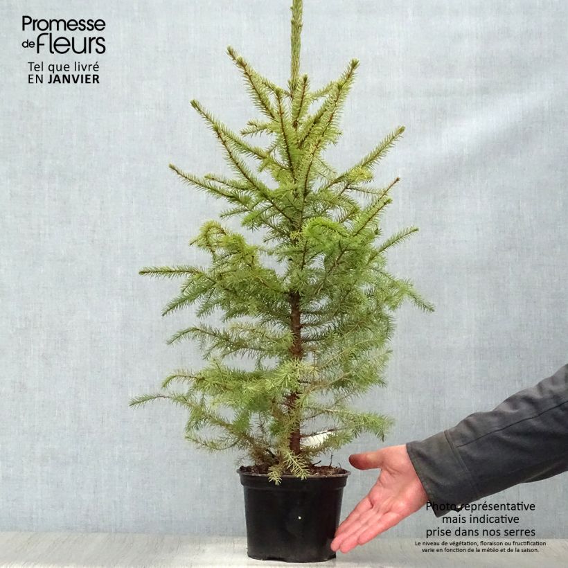 Picea omorika Nana - Serbian Spruce 2L/3L pot sample as delivered in winter