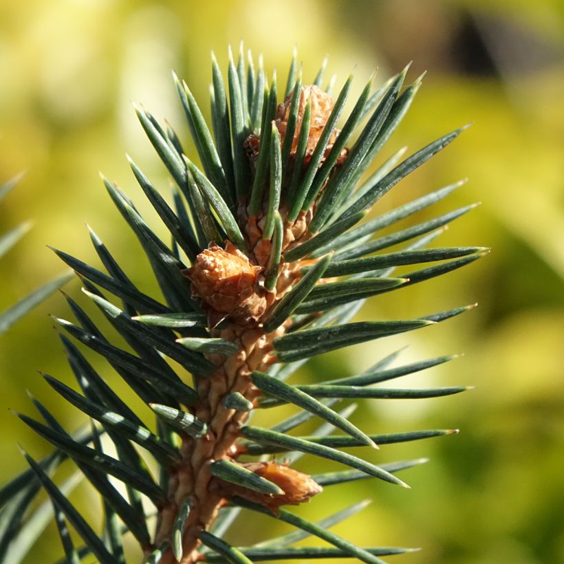Picea chihuahuana - Chihuahua spruce (Foliage)