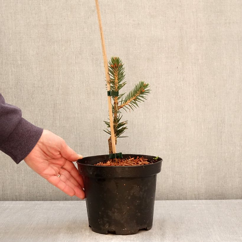 Picea chihuahuana - Chihuahua spruce 3L/4L pot sample as delivered in spring