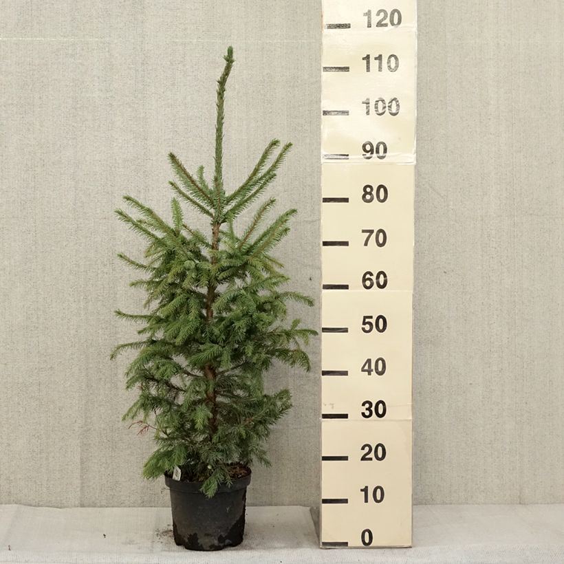 Picea omorika Nana - Serbian Spruce 2L/3L pot sample as delivered in autumn