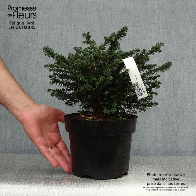 Picea omorika Karel - Serbian Spruce 2L/3L pot sample as delivered in autumn