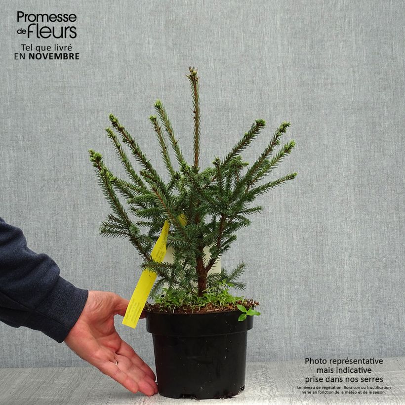 Picea sitchensis Nana - Sitka Spruce 2L/3L pot sample as delivered in autumn