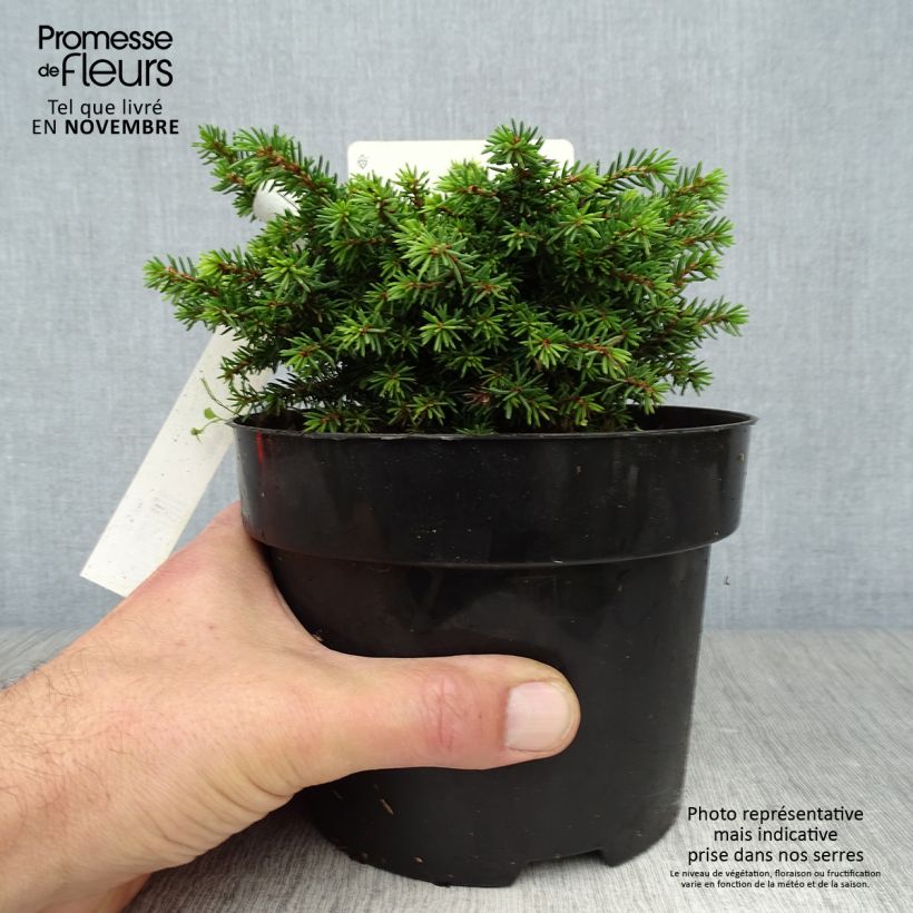 Picea abies Little Gem - Norway Spruce 2L/3L pot sample as delivered in autumn
