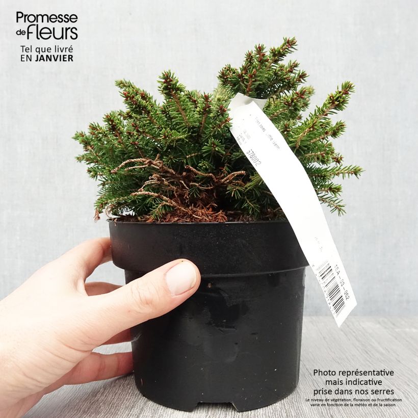 Picea abies Little Gem - Norway Spruce 2L/3L pot sample as delivered in winter