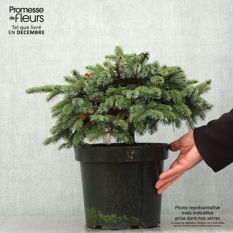 Picea Machala 4L/5L pot sample as delivered in autumn