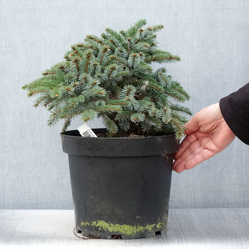 Picea Machala 4L/5L pot sample as delivered in spring