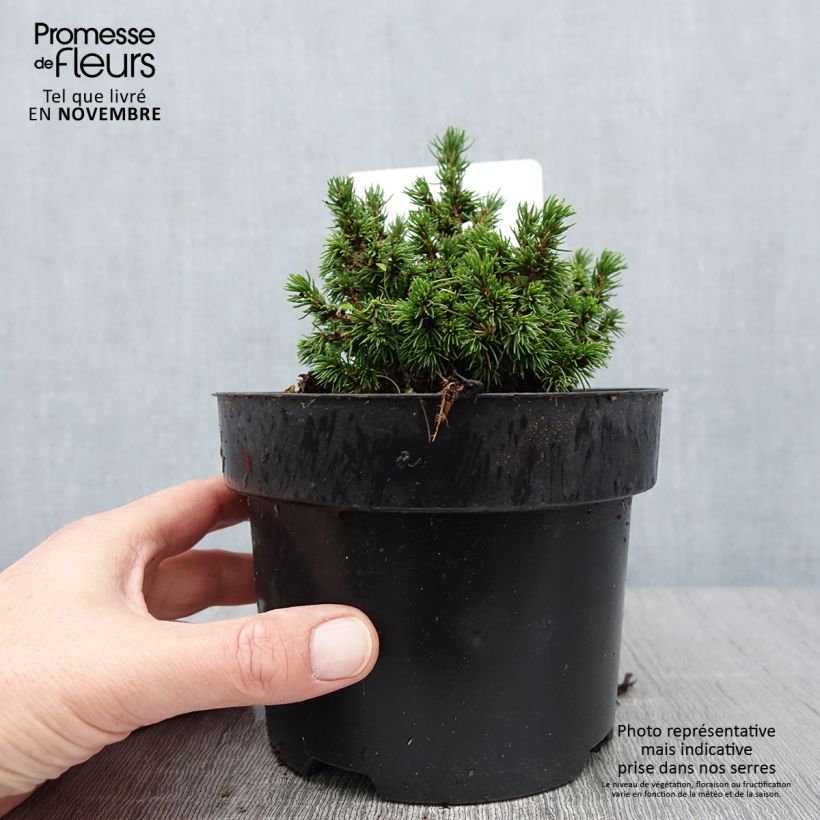 Picea glauca Jalako Gold - White Spruce 2L/3L pot sample as delivered in autumn