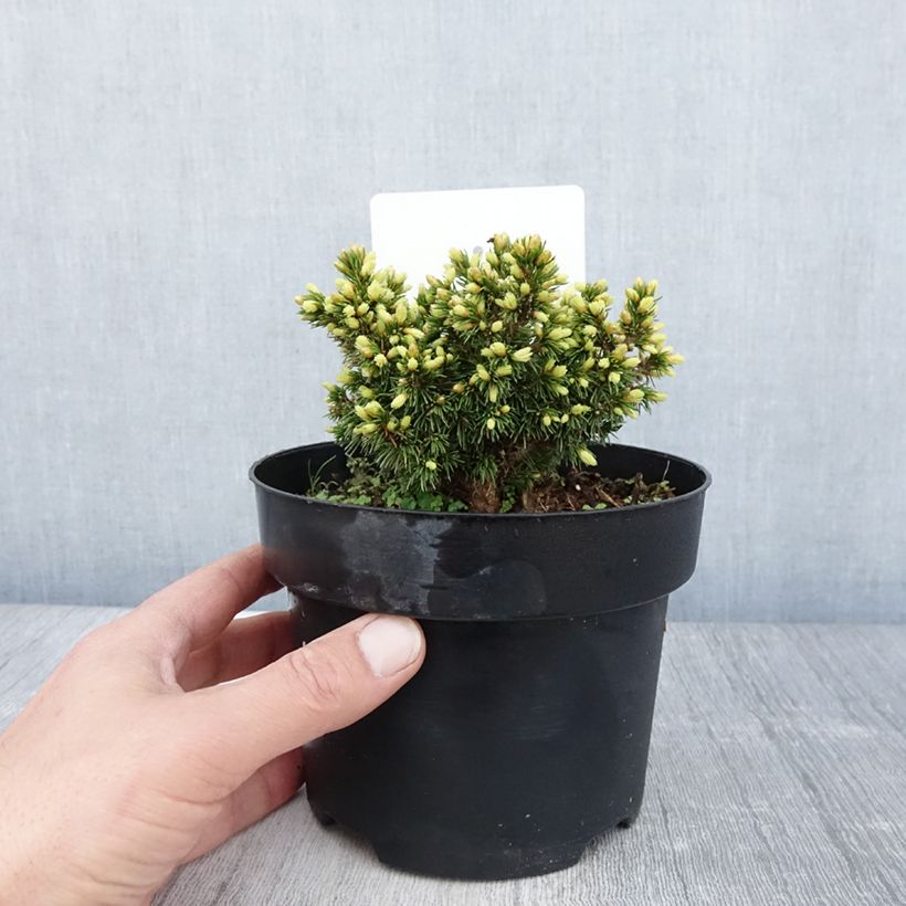 Picea glauca Jalako Gold - White Spruce 2L/3L pot sample as delivered in spring