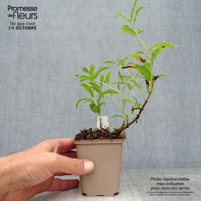Epilobium angustifolium Album 8/9 cm pot sample as delivered in autumn