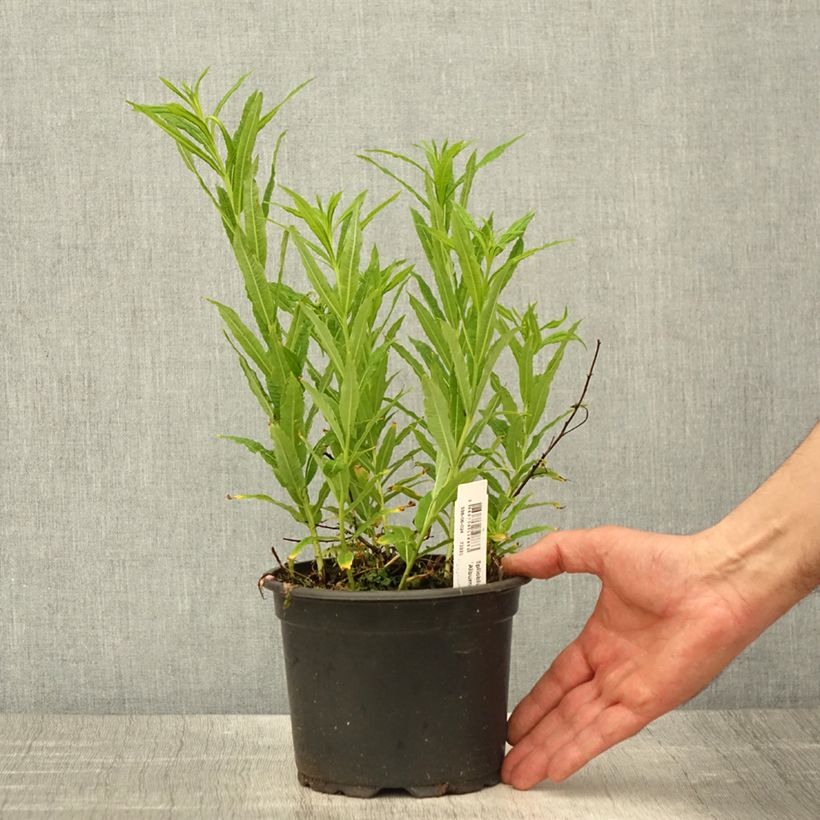 Epilobium angustifolium Album 2L/3L pot sample as delivered in spring