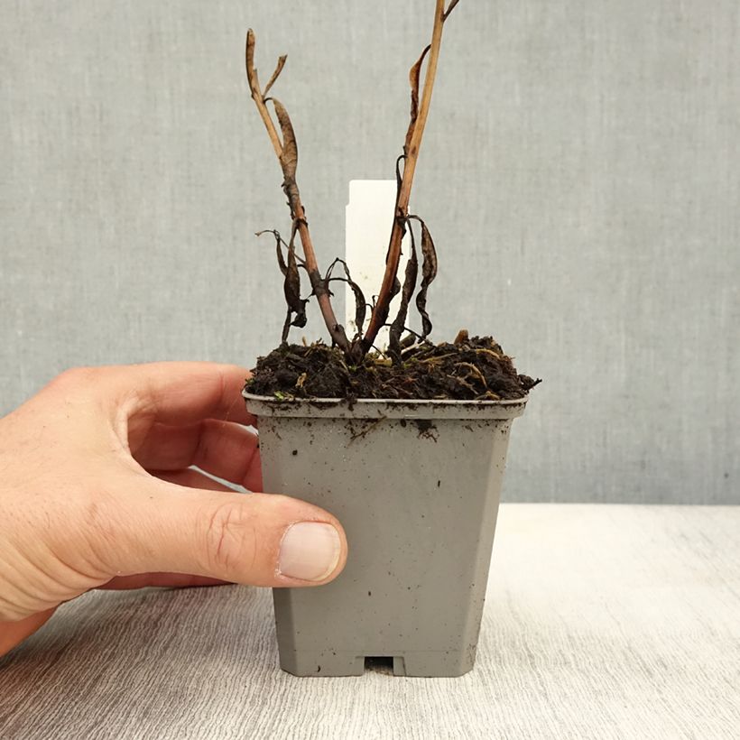 Epilobium angustifolium  - Rosebay willowherb 8/9 cm pot sample as delivered in autumn