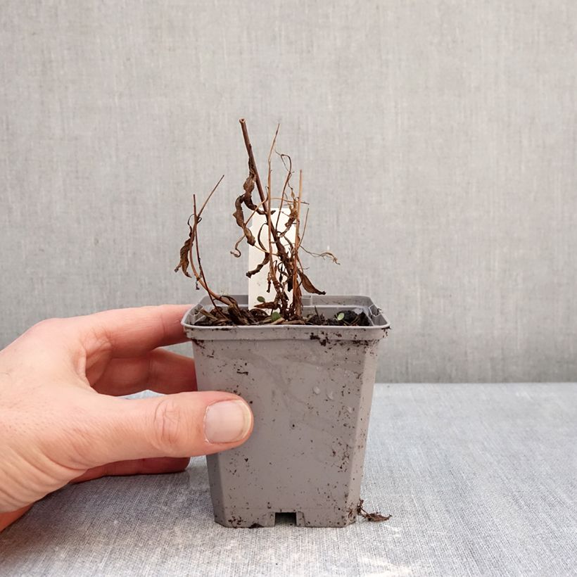 Epilobium angustifolium  - Rosebay willowherb 8/9 cm pot sample as delivered in winter