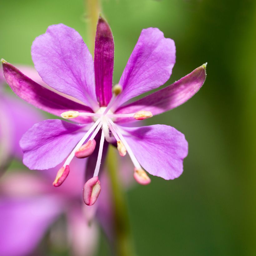 Epilobium angustifolium - Rosebay willowherb (Flowering)