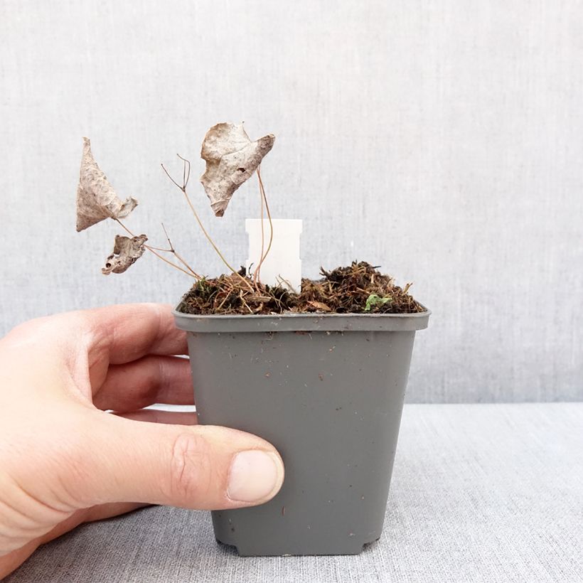 Epimedium brachyrrhizum - Barrenwort 8/9 cm pot sample as delivered in winter