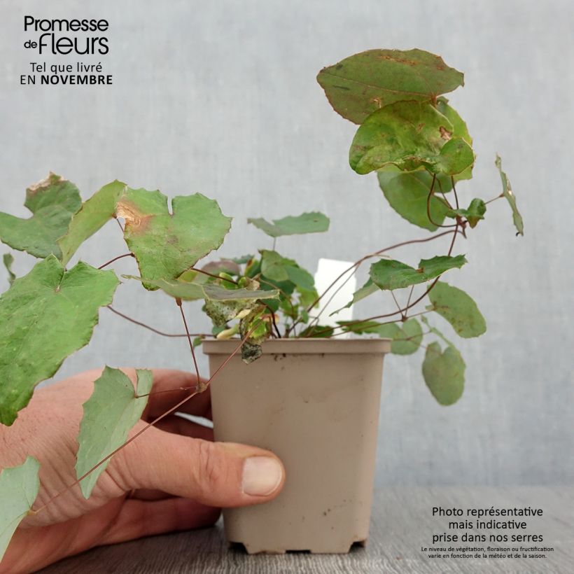 Epimedium davidii - Barrenwort 8/9 cm pot sample as delivered in autumn