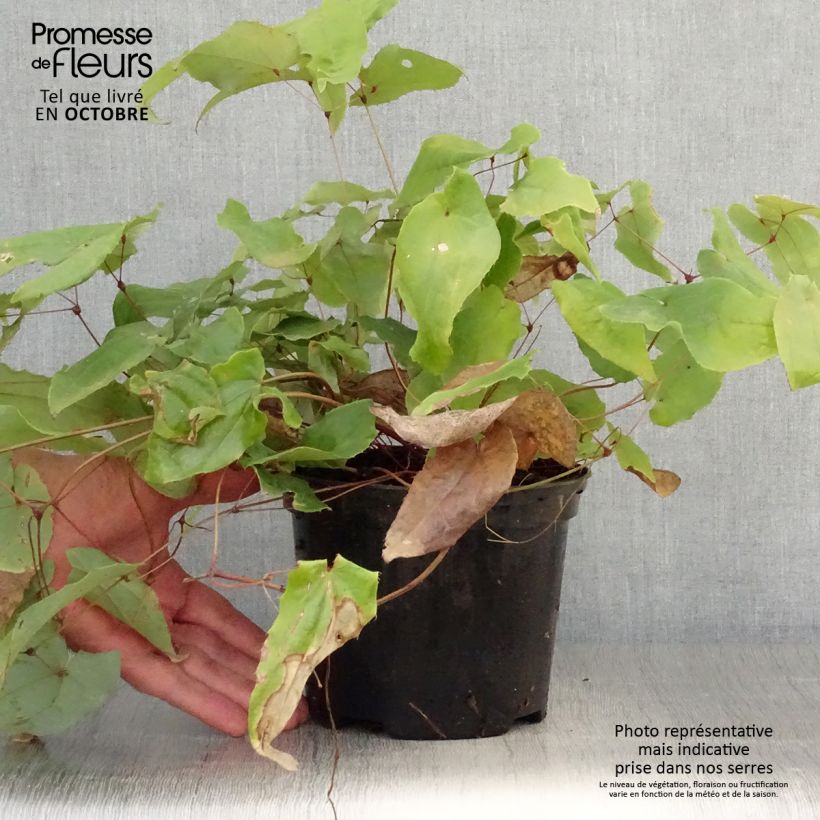 Epimedium Elenwe - Barrenwort 1.5L/2L pot sample as delivered in autumn