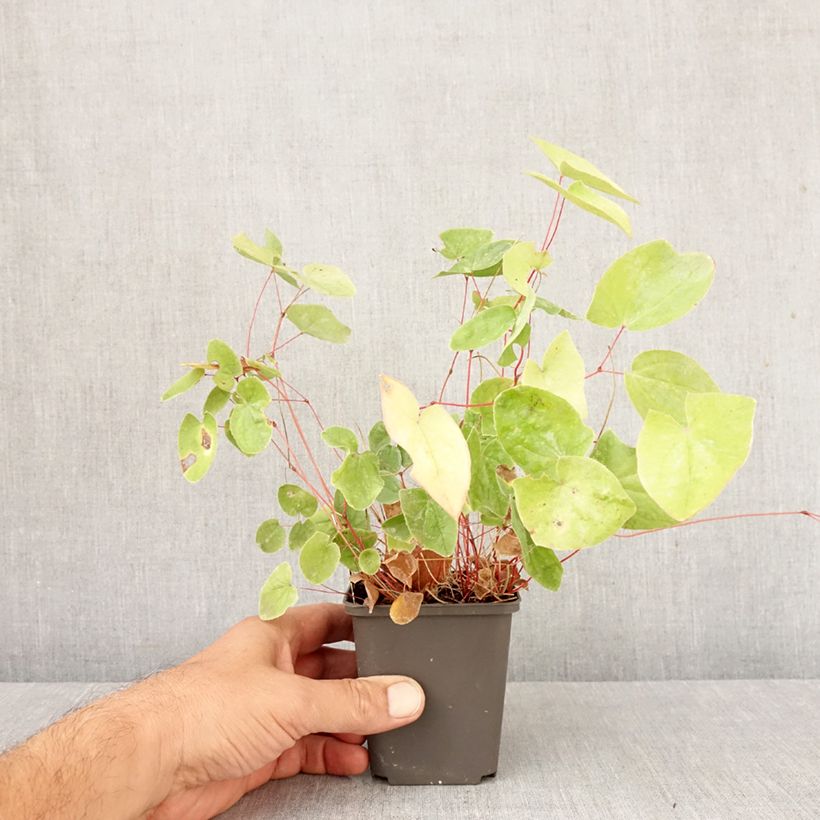 Epimedium elongatum - Barrenwort 8/9 cm pot sample as delivered in autumn