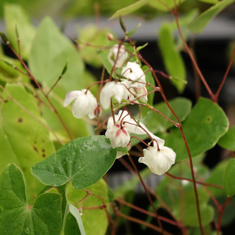 Epimedium elongatum - Barrenwort (Flowering)