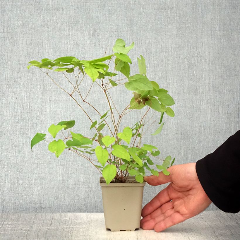 Epimedium Beni-kujaku - Barrenwort 8/9 cm pot sample as delivered in spring