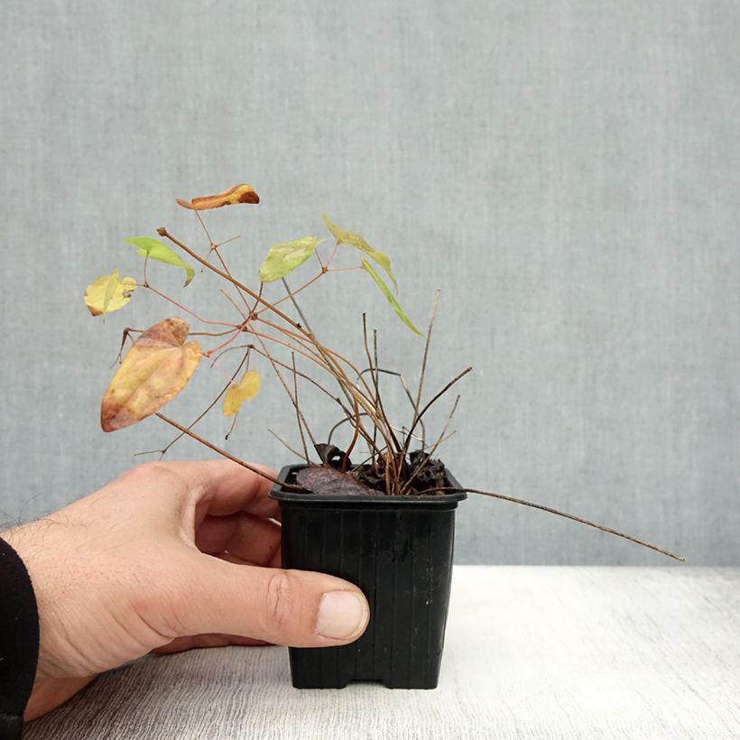 Epimedium grandiflorum Lilafee - Fairy Wings 8/9 cm pot sample as delivered in autumn