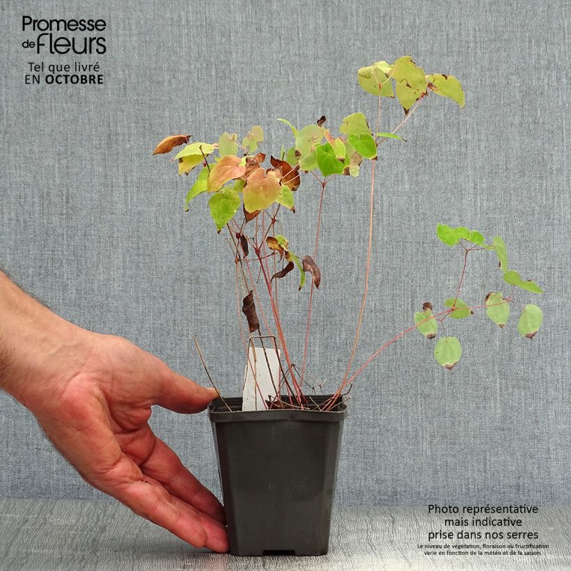 Epimedium grandiflorum Red Beauty - Fairy Wings 8/9 cm pot sample as delivered in autumn
