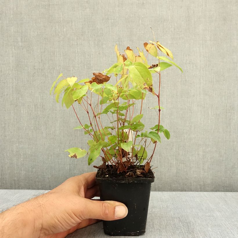 Epimedium grandiflorum Rubinkrone - Barrenwort 8/9 cm pot sample as delivered in summer