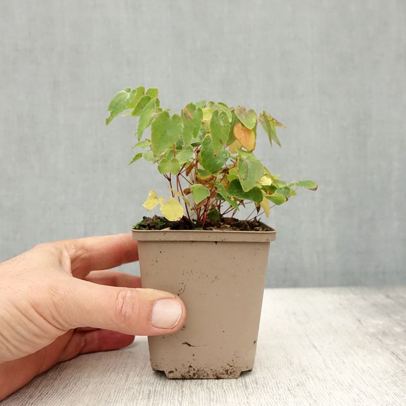 Epimedium Shiho - Barrenwort 8/9 cm pot sample as delivered in autumn