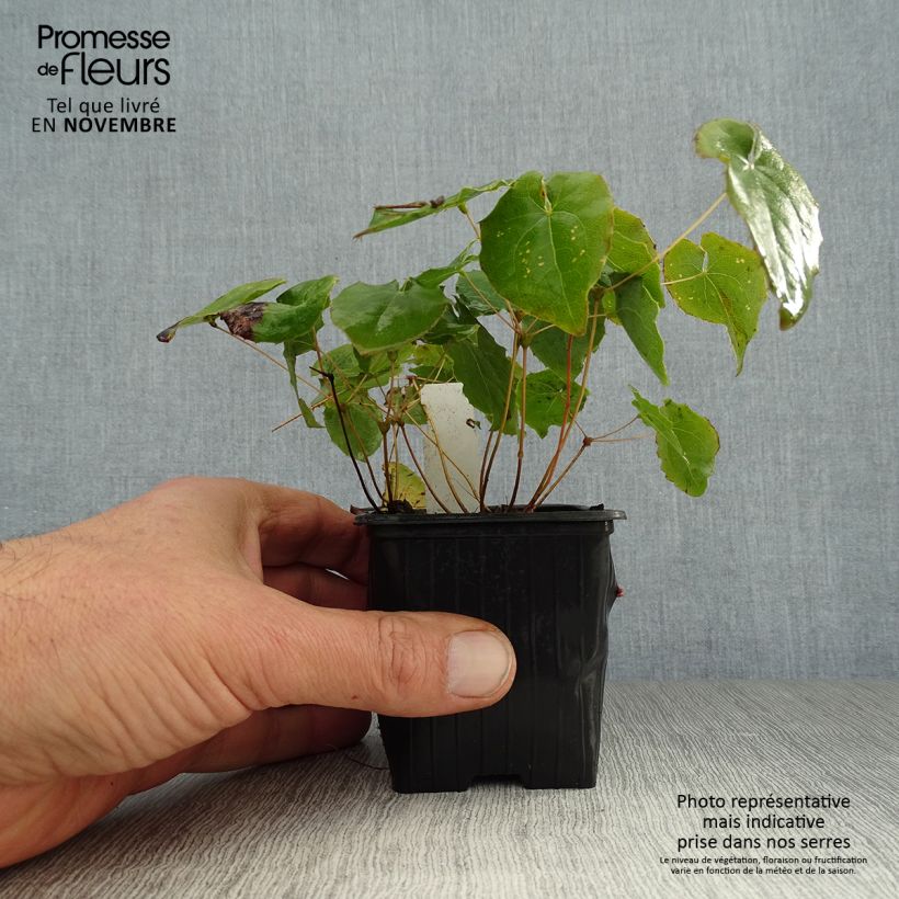 Epimedium perralchicum Fröhnleiten - Barrenwort 8/9 cm pot sample as delivered in autumn