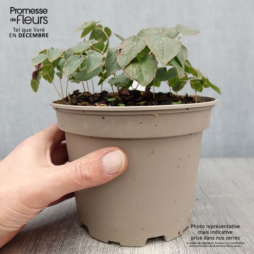 Epimedium perralchicum Fröhnleiten - Barrenwort 2L/3L pot sample as delivered in winter