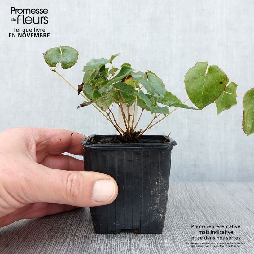 Epimedium perralderianum - Barrenwort 8/9 cm pot sample as delivered in autumn