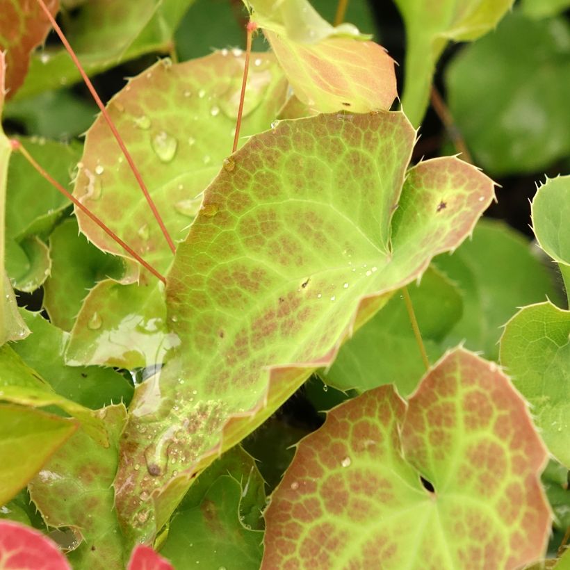 Epimedium perralderianum - Barrenwort (Foliage)