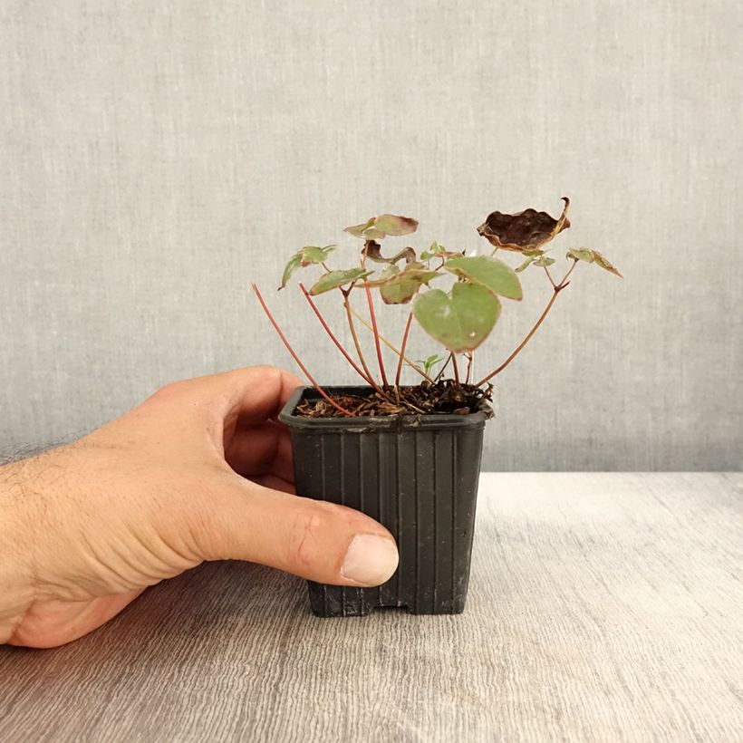 Epimedium pinnatum subsp. colchicum Black Sea - Barrenwort 8/9 cm pot sample as delivered in autumn