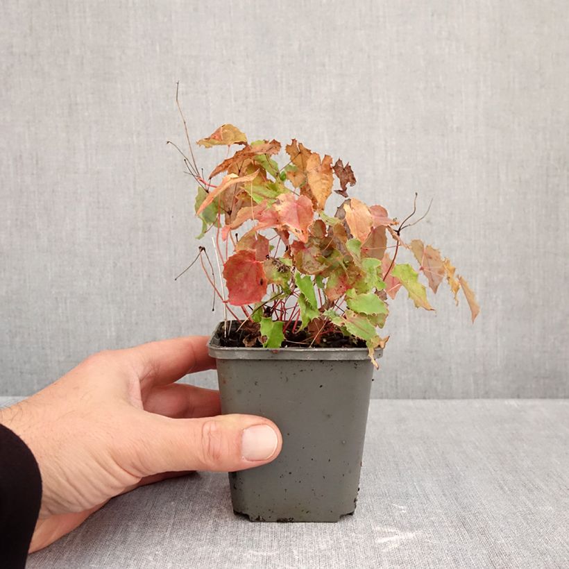 Epimedium rhizomatosum - Barrenwort 8/9 cm pot sample as delivered in autumn