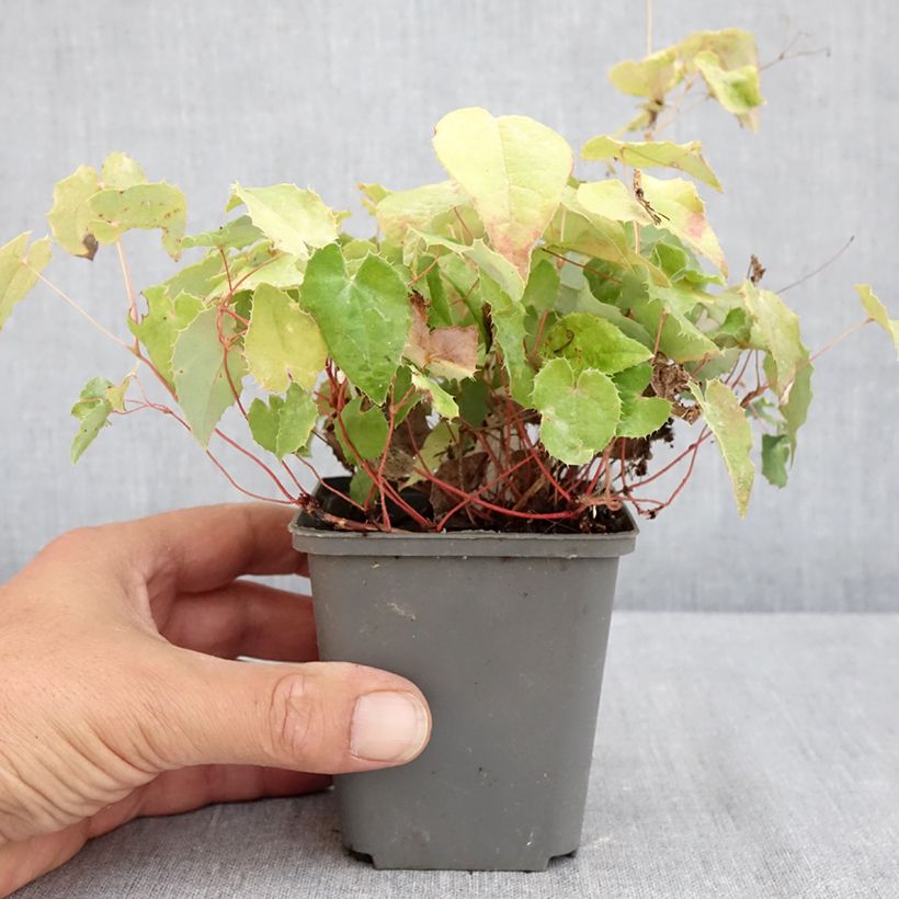 Epimedium rhizomatosum - Barrenwort 8/9 cm pot sample as delivered in summer