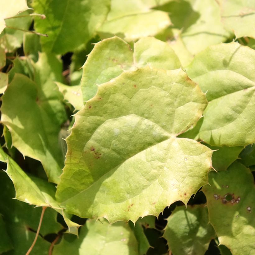 Epimedium rhizomatosum - Barrenwort (Foliage)