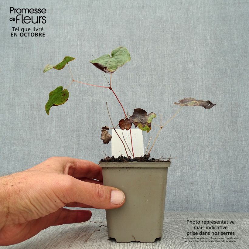 Epimedium x rubrum - Barrenwort 8/9 cm pot sample as delivered in autumn